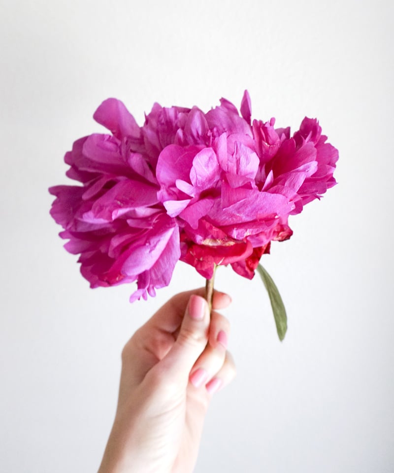 ashley-brooke-designs-pink-peonie